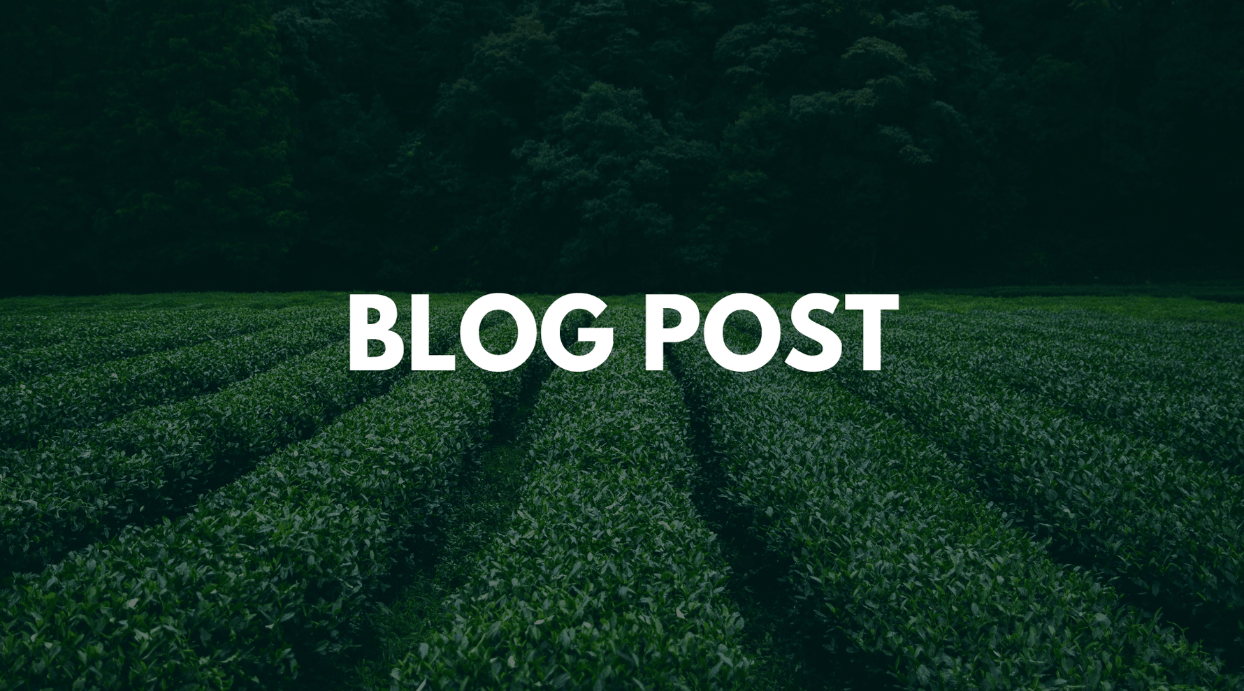 Polyphenol Benefits: Green Tea vs Black Tea, Flavonoid & Non-Flavonoid Compounds - Two Hills Tea