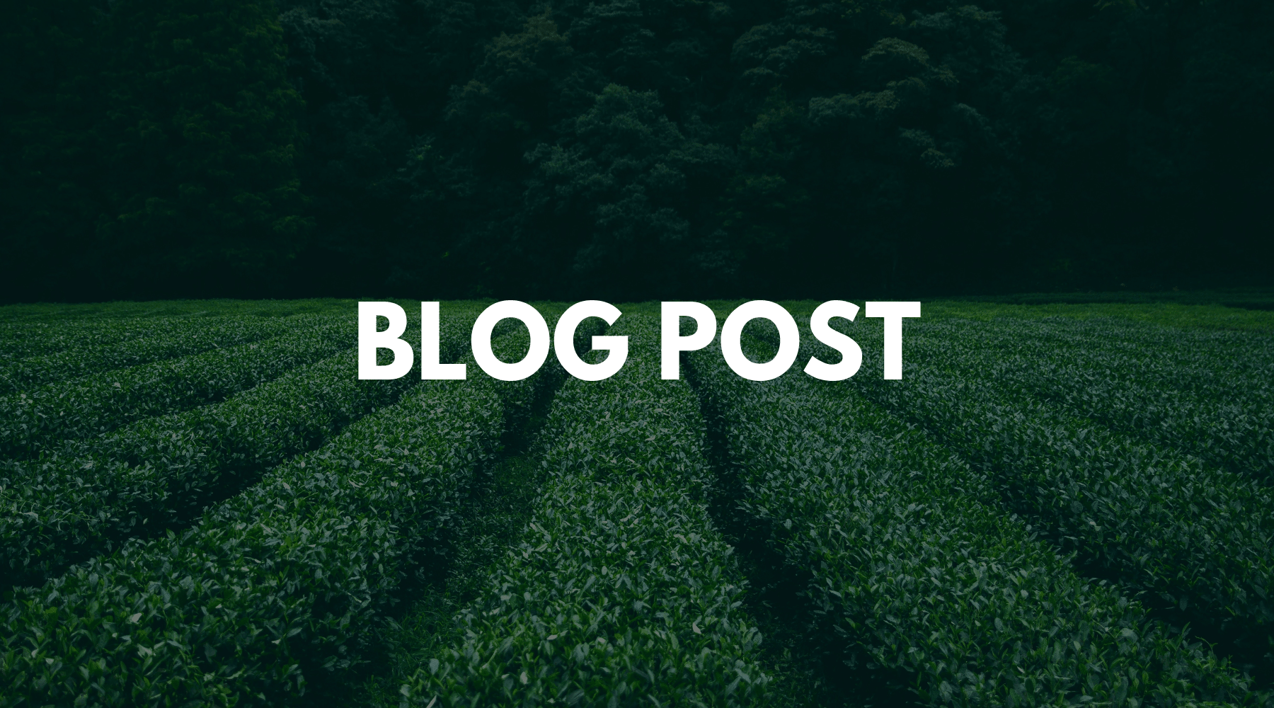 Polyphenol Benefits: Green Tea vs Black Tea, Flavonoid & Non-Flavonoid Compounds - Two Hills Tea