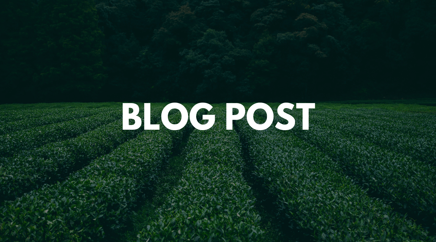 Polyphenols: Flavonoid & Non-Flavonoid Polyphenic Compounds - Two Hills Tea