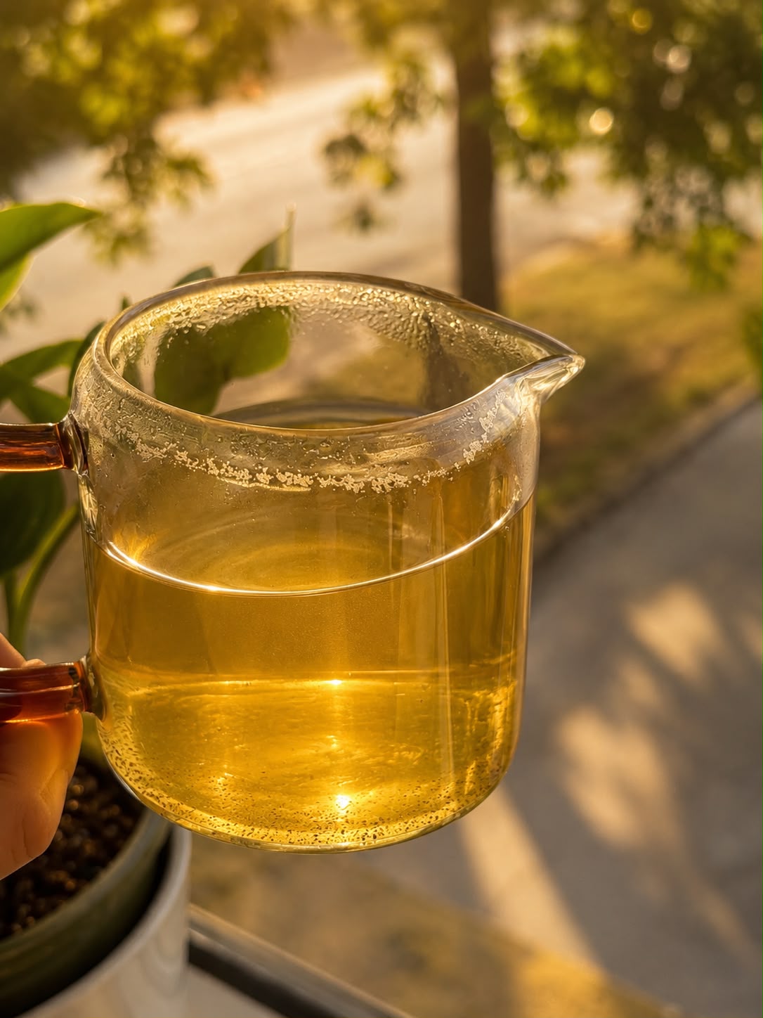 Organic Premium Gunpowder green tea leaves resting in a gold mesh strainer above a glass pitcher of brewed tea on a rustic wooden surface, creating an elegant tea preparation scene.